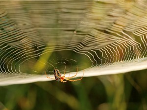 Khai thác tơ nhện: Chặng đường gian nan 